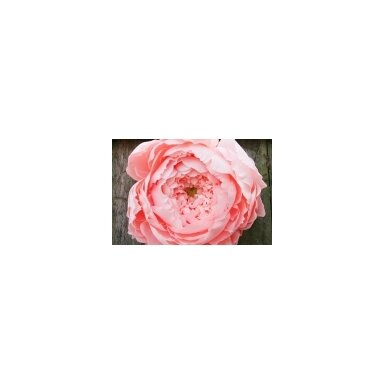 Florist Crepe Paper in roll 50cmx2,5m 180 gsm No.577 Cream