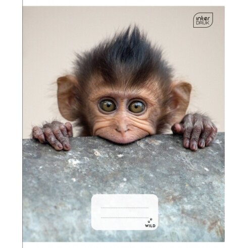 Notebook Interdruk A5 12 Wild Coll cell Notebook Interdruk A5 12 Wild Coll cell